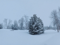73793Pa - Snowfall in Clayt French Park.jpg
